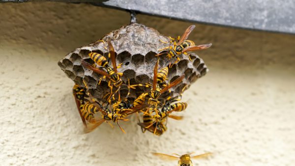 蜂の巣駆除の画像